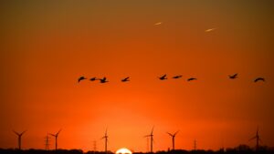 Flock fåglar som flyger över vindkraftverk i solnedgång, illustrationsbild