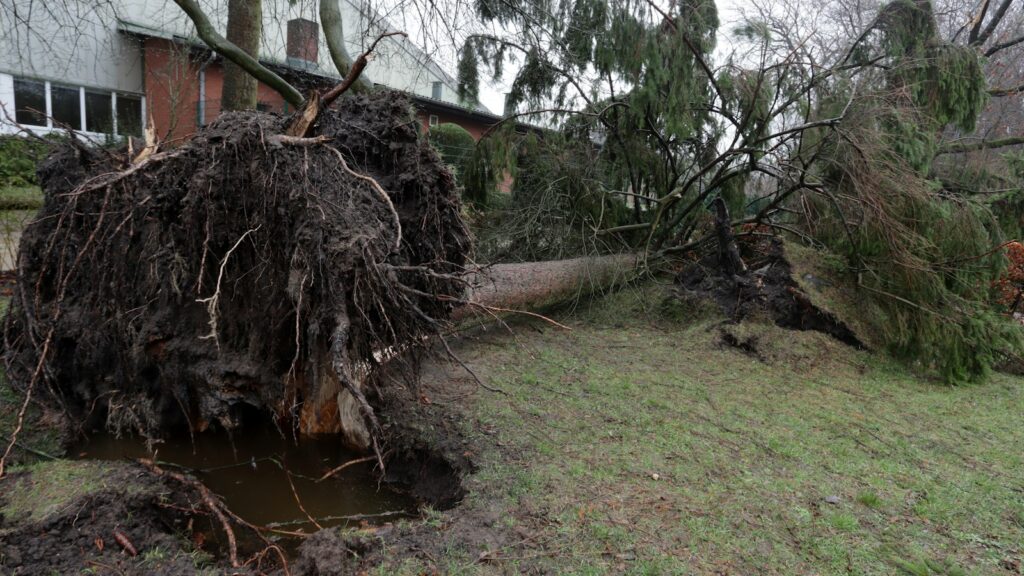 Ett stormfällt träd med uppryckt rotsystem intill en byggnad, illustrationsbild