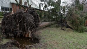 Ett stormfällt träd med uppryckt rotsystem intill en byggnad, illustrationsbild